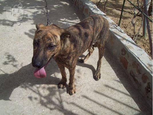 PoulaTo: Πιτ Μπουλ ημιαιμη χαριζεται